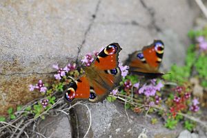 茅野市・南牧村　二十三夜峰の先の下り　クジャクチョウ7/30-3