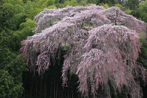 朝日村　光輪寺　シダレザクラ4/26-3