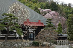 朝日村　光輪寺　シダレザクラ4/26-2