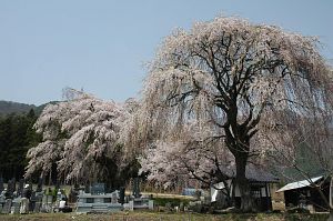 松本市梓川中塔阿弥陀堂のシダレザクラ1