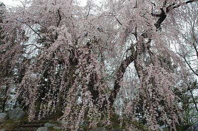 松本市梓川上野　舟つなぎ桜4/26