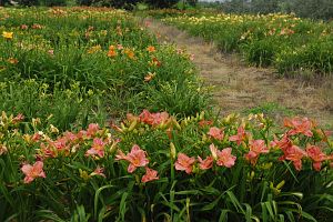 松本市梓川梓　あずみ野花園　ヘメロカリス7/7-1