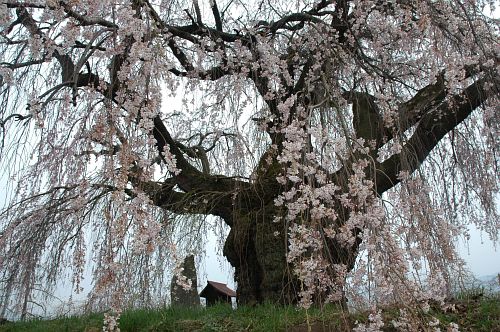 松本市梓川北々条　シダレザクラと祠4/26