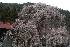 松本市梓川上野寺家　真光寺山門前　シダレザクラ4/26-1