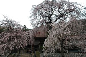 松本市梓川上野寺家　真光寺山門前　シダレザクラ4/26-2