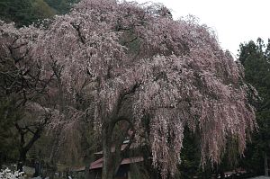 松本市梓川上野　真光寺山門前南裏　シダレザクラ4/26-1