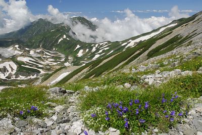 富山市立山町　別山への縦走路より　チシマギキョウ、左手眼下・雷鳥沢、後方・大日連山8/4