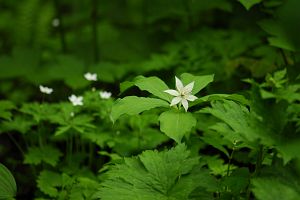 白馬村　大雪渓　キヌガサソウとニリンソウ7/6-1