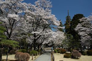 庭園とサクラ　恵林寺　2006　4/6-1