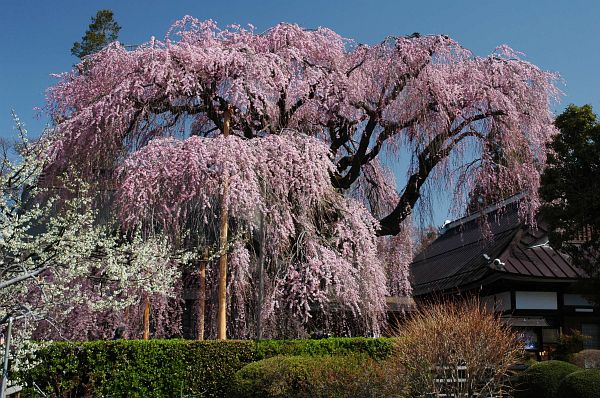 シダレザクラ　慈雲寺4/6-1