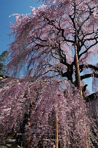 シダレザクラ　慈雲寺4/6-2