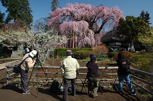 シダレザクラ　慈雲寺4/6-3