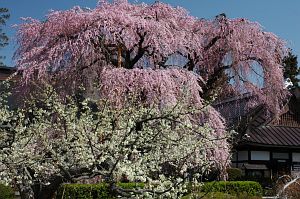 シダレザクラ　慈雲寺4/6-4