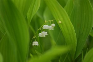 富士見町　入笠高原　スズラン6/21-3