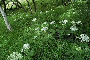 富士見町　入笠湿原　オオバセンキュウ 2005　8/20