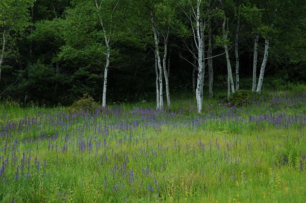 富士見町　入笠湿原　サワギキョウ 2005　8/20