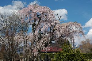 富士見町高森墓地のシダレザクラ4/28-1