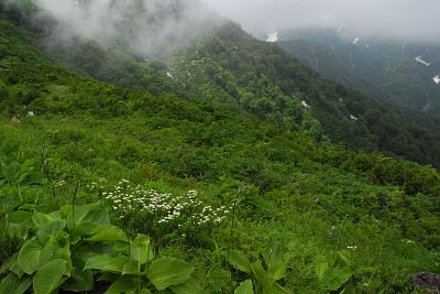 白馬村　五竜とおみ尾根　オオバギボウシとイワシモツケ7/4