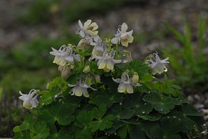 白馬村　五竜アルプス山野草園　ミヤマオダマキ7/4-6