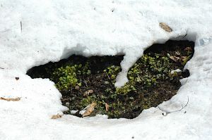 ワサビ　　姫川源流の北方