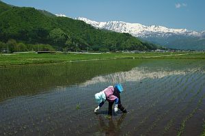 白馬村神城　田植え5/25