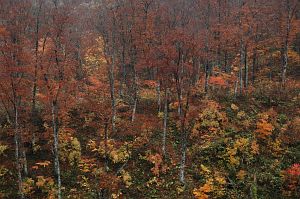 hakuba_matukawakeikoku_buna_koyo001_n.jpg