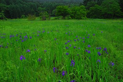 白馬村　親海湿原　カキツバタ6/11-10