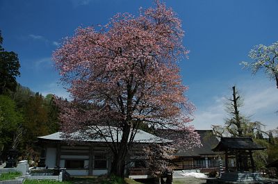 白馬村神城　貞麟寺　オオヤマザクラ5/12