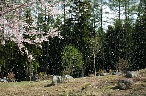 白馬村　神城　貞麟寺　サクラ5/8-1