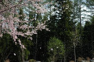 白馬村　神城　貞麟寺　サクラ5/8-2