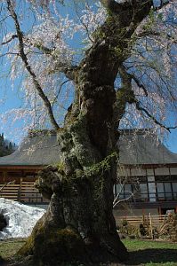 白馬村　神城　貞麟寺　シダレサクラ5/8-1