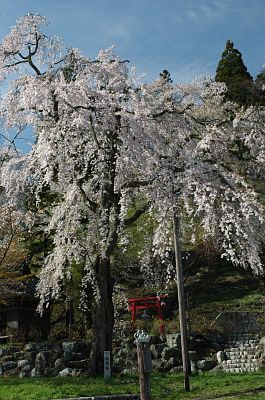 白馬村　北城新田　徹燃桜5/8-1