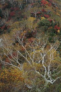 hakuba_tomione_dakekanba005_n.jpg