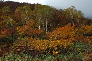 hakuba_tomione_koyo002_n.jpg