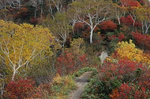 hakuba_tomione_onemiti003_n.jpg