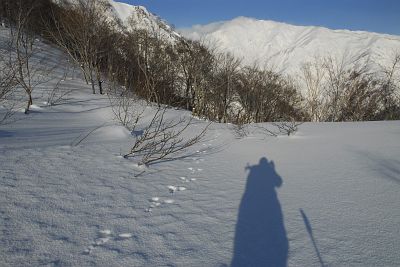 白馬村　遠見尾根　昨夜の訪問者2/3