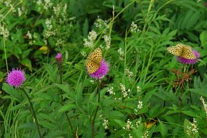 白馬村　八方尾根　ヒョウモンチョウ8/19