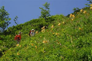 八方尾根　ニッコウキスゲと登山者8/11