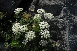 八方尾根　タカネイブキボウフウ8/11