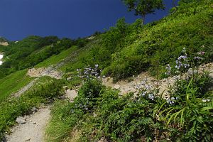 八方尾根　ツリガネニンジンと登山道8/11