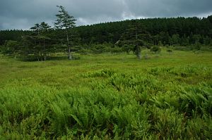 長谷村　大阿原湿原　大阿原湿原　2005　8/20-1