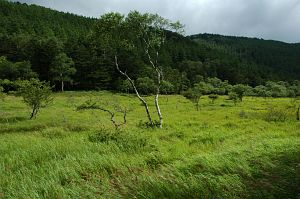 長谷村　大阿原湿原　大阿原湿原　2005　8/20-2