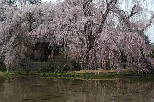 波田町　安養寺　サクラ　2006　4/22-8