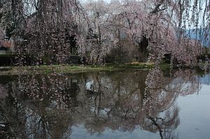 波田町　安養寺　サクラ4/22-9