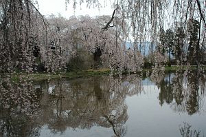 波田町下三溝　安養寺　シダレザクラ4/26-1