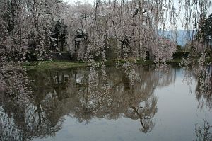 波田町下三溝　安養寺　シダレザクラ4/26-2