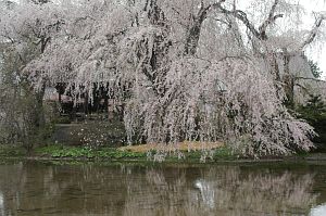 波田町下三溝　安養寺　シダレザクラ4/26-3