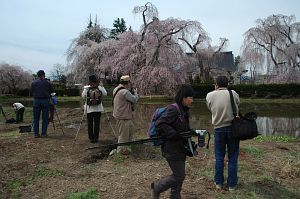 波田町　安養寺　サクラ4/22-5