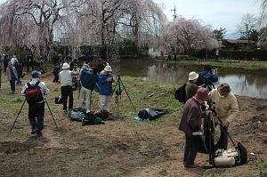 波田町　安養寺　サクラ4/22-2