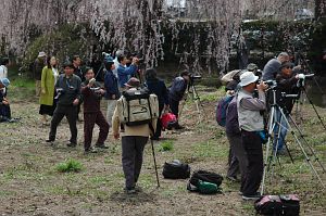 波田町　安養寺　サクラ4/22-3